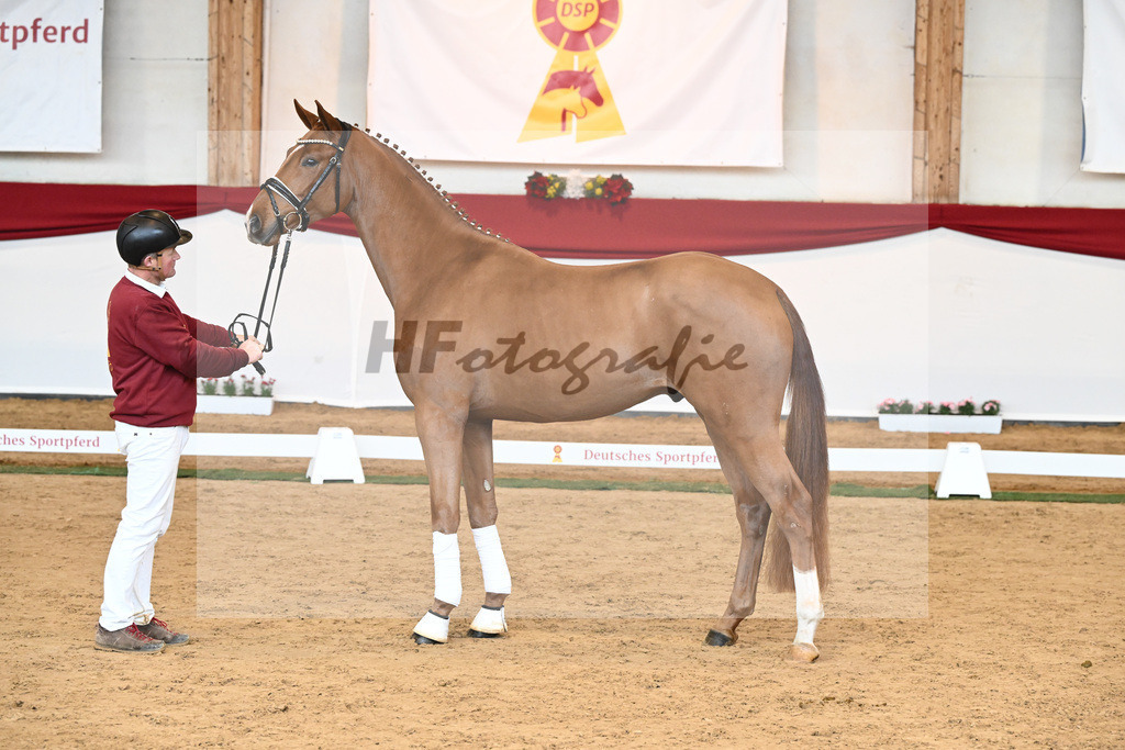 Kat-Nr. 53 Va Bene x Locksley III_Albert_43230918 | hf-fotografie - Realisiert mit Pictrs.com