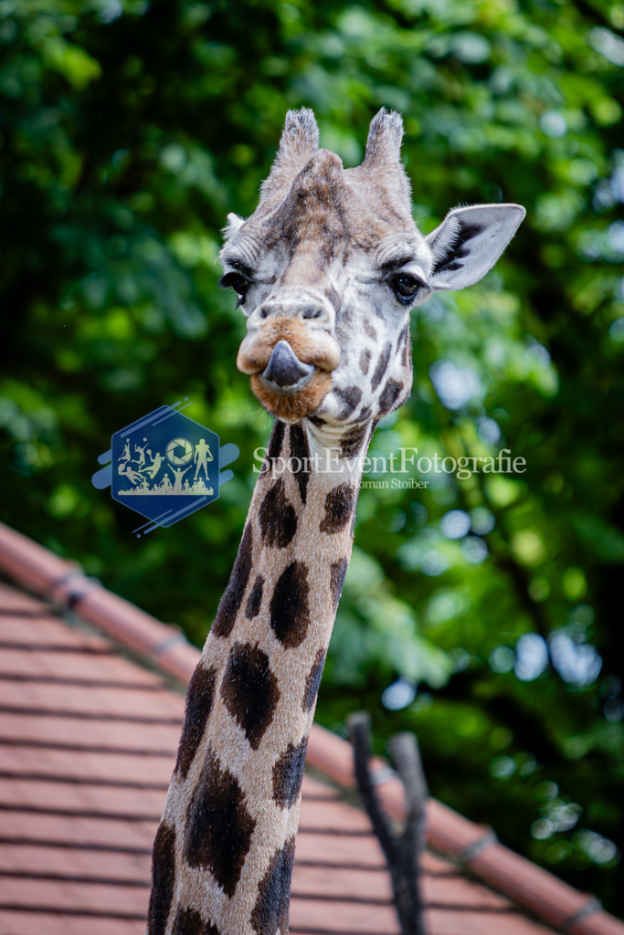 IMG_6785 | SportEventFotografie - Roman Stoiber