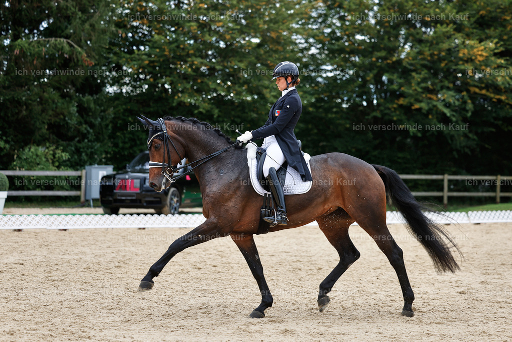11-110-Dressur S___-StoibPH-1374 | working equitationturnier fotograf videograf stoibphotography marixx film working equitation deutschland reitsport turnierfotografie eventfotografie equestrian events