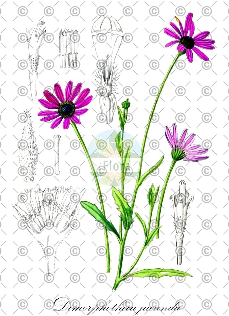 HistAbb_wfo-0000943516_1_ENZY_Simple | Historische Abbildung von Dimorphotheca jucunda - Asteraceae | Historical Illustration of Dimorphotheca jucunda - Asteraceae