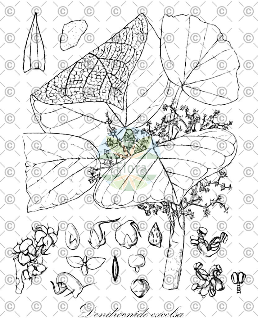 HistAbb_wfo-0000641039_1_ENZY_Simple | Historische Abbildung von Dendrocnide excelsa - Urticaceae | Historical Illustration of Dendrocnide excelsa - Urticaceae