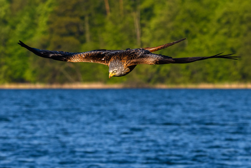 milan-2018-179 | Ein Roter Milan (Milvus milvus) im Anflug auf eine erspähte Beute. Das Foto entstand mit einer Nikon D850 am Breiten Luzin im Naturpark Feldberger Seenlandschaft in Mecklenburg-Vorpommern. - Realisiert mit Pictrs.com