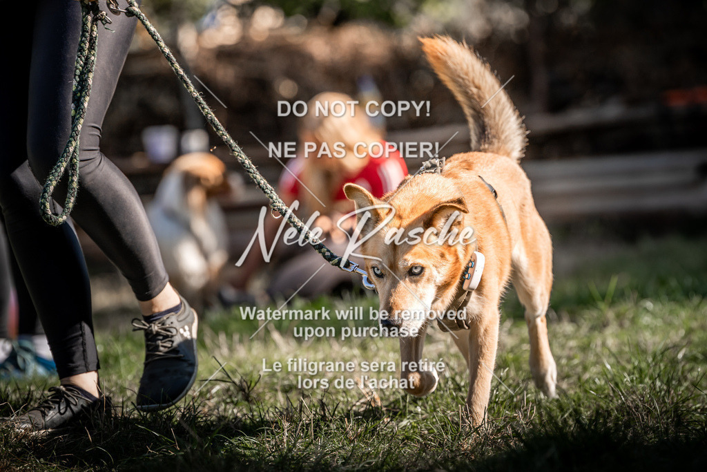 nelerasche_slaw24Sa_196 | nelerasche