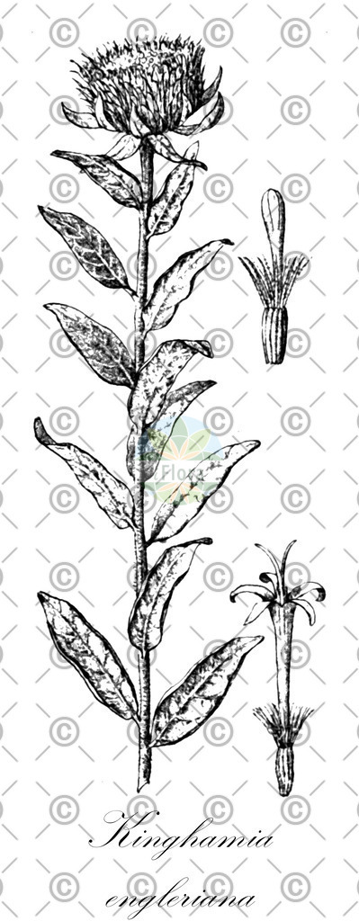HistAbb_wfo-0000357797_1_ENZY_Simple | Historische Abbildung von Kinghamia engleriana - Asteraceae | Historical Illustration of Kinghamia engleriana - Asteraceae