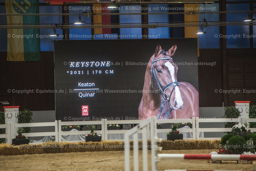 20240302_Hengstvorstellung_Marbach_TOMsPiC_0450 | equistock
