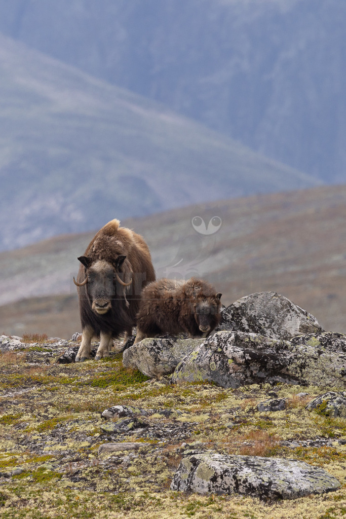 R5NF4797_20240803 | Die wild lebenden Moschusochsen sind eine der Hauptattraktionen des Dovrefjell-Nationalparks an der Grenze zwischen Süd- und Mittelnorwegen. Sie gehören zu den wenigen Tieren, die es in Europa gibt und lassen sich bei einem Besuch des Nationalparks gut beobachten. Rund 80 bis 100 Tiere leben im Westen des Parks in der kargen, kalten Fjellregion, die sie auf der Suche nach ihren Nahrungspflanzen durchstreifen.  - Realisiert mit Pictrs.com