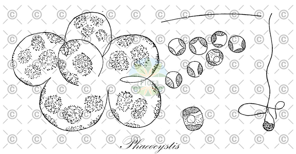 HistAbb_wfo-0000476384_1_ENZY_Simple | Historische Abbildung von Phaeocystis - Phaeocystaceae (0) | Historical Illustration of Phaeocystis - Phaeocystaceae (0)