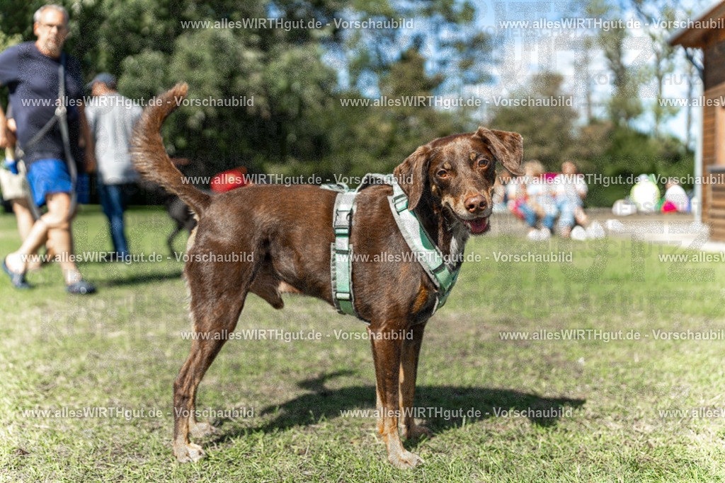 Hundeschwimmen_Volksbad_2026-allesWIRTHgut_Tierfotografie-2609061242-115256-7R500150 | Professionelle Tierfotografie in Mönchengladbach von Daniel Wirth (allesWIRTHgut). Liebevolle & natürliche Bilder von Hunden & Katzen für unvergessliche Erinnerungen.