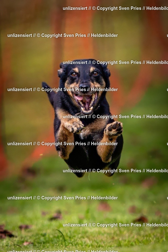 Sven Pries | 2024-09-22 - Hunderennen Baden-BadenPudelverein - Realisiert mit Pictrs.com