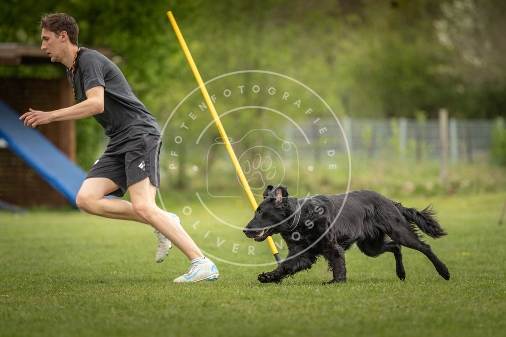 Pfotenfotografie_DV3A9779 | Hundefotografie, Tierfotograf, Pfotenfotografie, Fotoshooting Hund, Hunde Portrait, Hundesport, Hundeportraits, Heideshooting, Hunde, Sportfotograf, Hundefotograf, Turnierhundsport, THS,  - Realisiert mit Pictrs.com