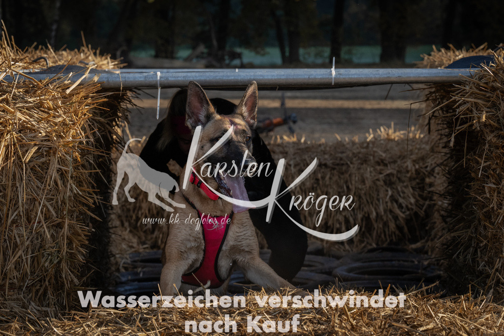 0944_ZZ94328 | kk-dogfotos