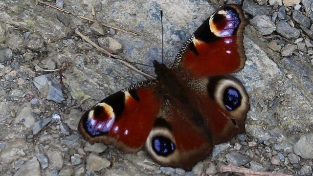 Tagpfauenauge_auf_Felsweg | Verkauf von Fotos und  Videoclips zumThema Natur.Motive sind Pflanzen, Tiere, Landschaftenund Wetter - Realisiert mit Pictrs.com