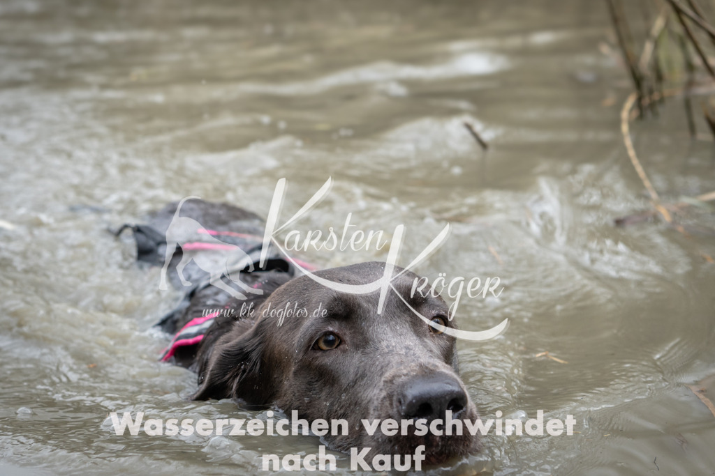 1457_ZZ91421 | kk-dogfotos