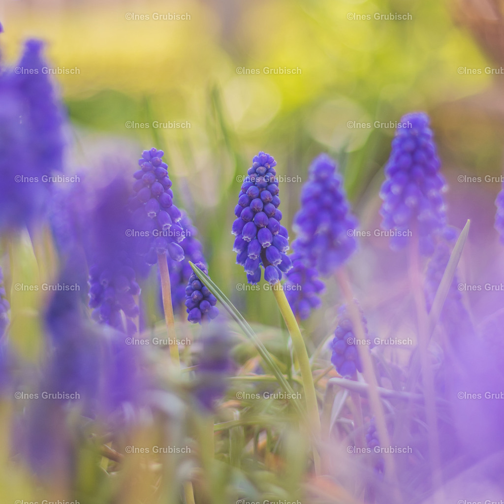 Traubenhyazinthe mit Bokeh | Lila Lubbenbomm - Artwork by Ines Grubisch - Realisiert mit Pictrs.com