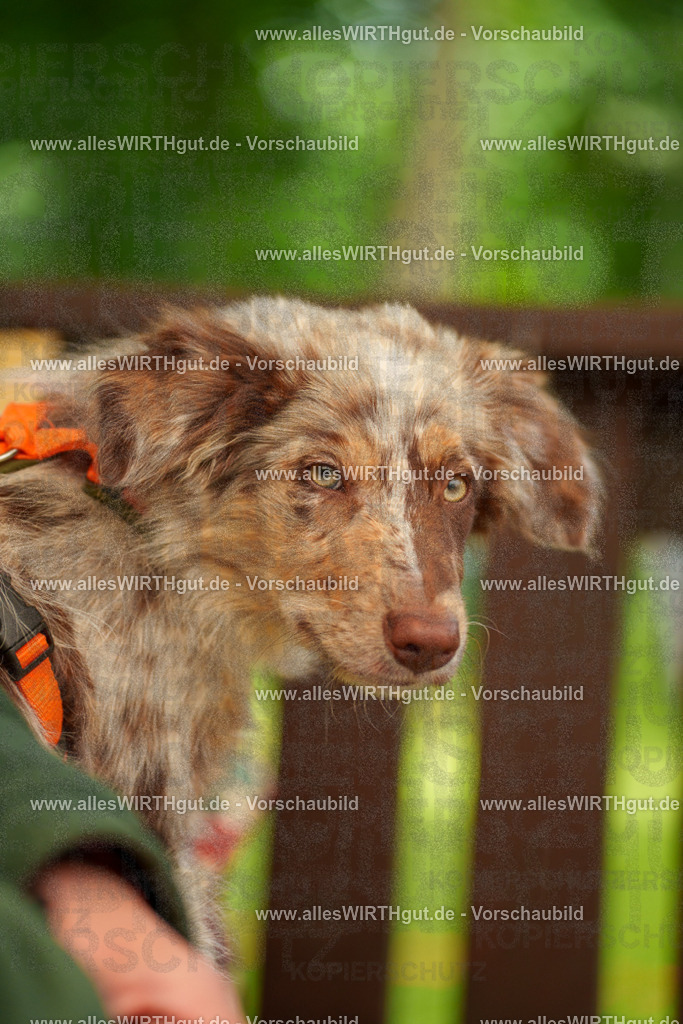 @allesWIRTHgut_Tierfotografie - www.allesWIRTHgut.de - 120315-7R508712 | Professionelle Tierfotografie in Mönchengladbach von Daniel Wirth (allesWIRTHgut). Liebevolle & natürliche Bilder von Hunden & Katzen für unvergessliche Erinnerungen.