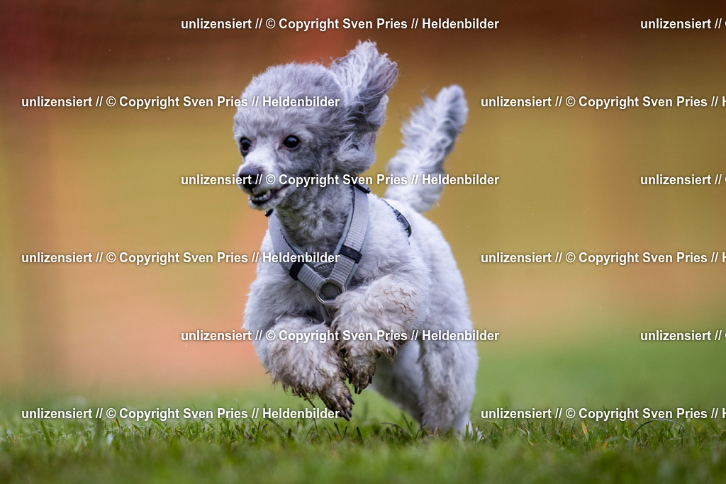 Sven Pries | 2024-04-21 - Hunderennen Baden-Oos
Foto: Sven Pries - Realisiert mit Pictrs.com