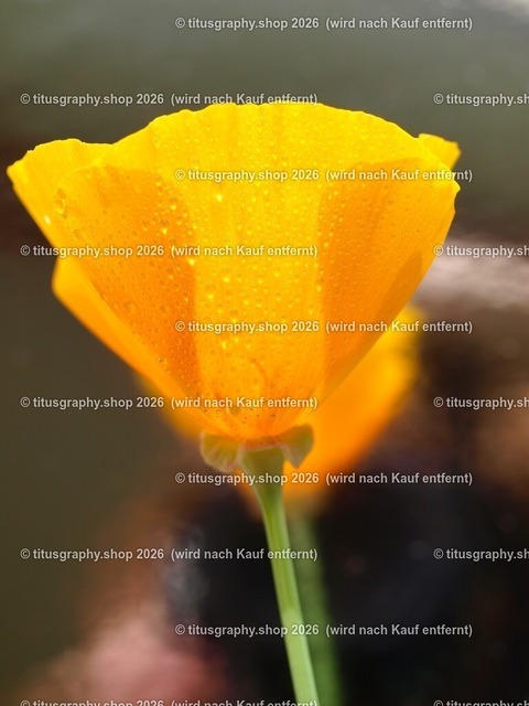 titusgraphy_P6201361-vz-ln | titusgraphy-shop: Geschenkideen mit Qualitätsfotos. titusgraphy-shop: gift ideas with quality photos. titusgraphy-shop: idées cadeaux avec photos de qualité.  - Realisiert mit Pictrs.com