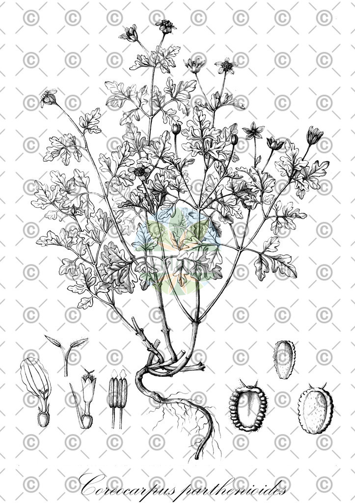 HistAbb_EMP_119943_3_FloraD_Simple | Historische Abbildung von Coreocarpus parthenioides - Asteraceae | Historical Illustration of Coreocarpus parthenioides - Asteraceae