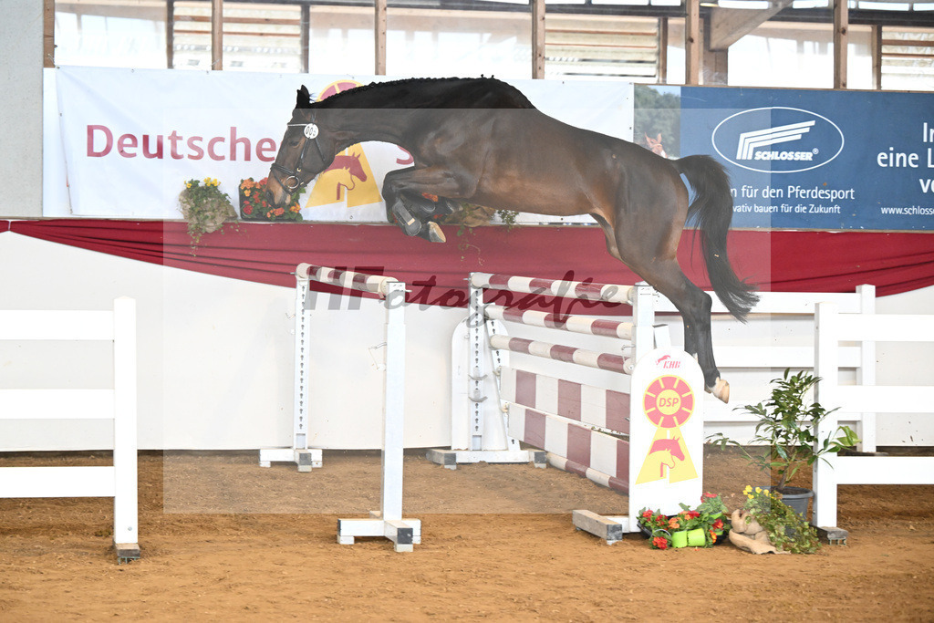 Kat-Nr. 5 Acira v. Adzaro de L Abbaye B_Lehr_16250841 | hf-fotografie - Realisiert mit Pictrs.com