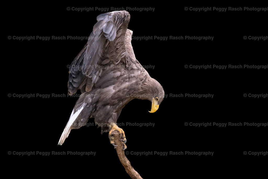 Vogelpark Niendorf (9) | PeggyRaschPhotography - Realisiert mit Pictrs.com