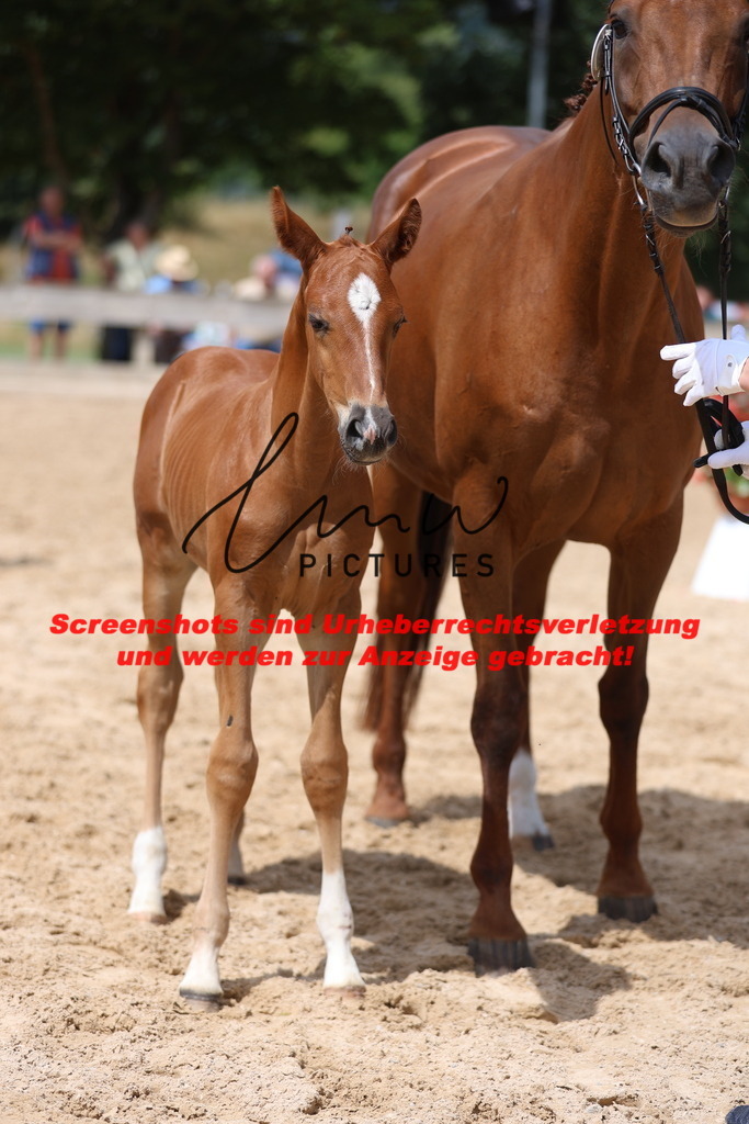Fohlenschau_Schwäbisch_Hall_dressurbetonte_Fohlen_KN 18_4 | lmwpictures - Realisiert mit Pictrs.com