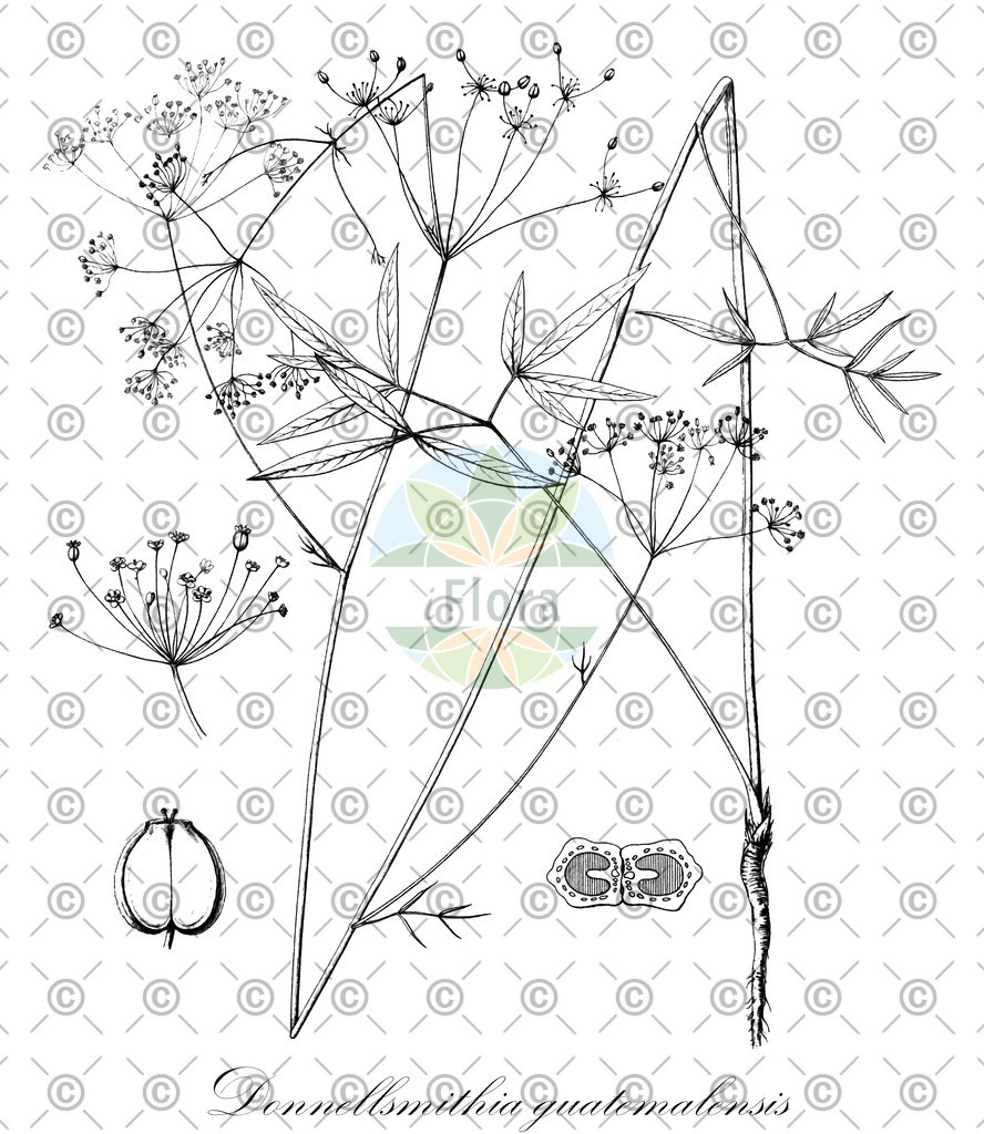 HistAbb_wfo-0000654148_1_ENZY_Simple | Historische Abbildung von Donnellsmithia guatemalensis - Apiaceae | Historical Illustration of Donnellsmithia guatemalensis - Apiaceae