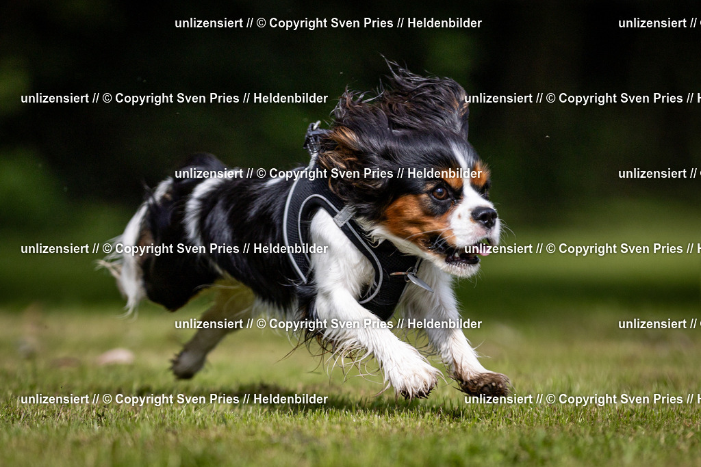 Sven Pries | 2024-09-22 - Hunderennen Baden-BadenPudelverein - Realisiert mit Pictrs.com