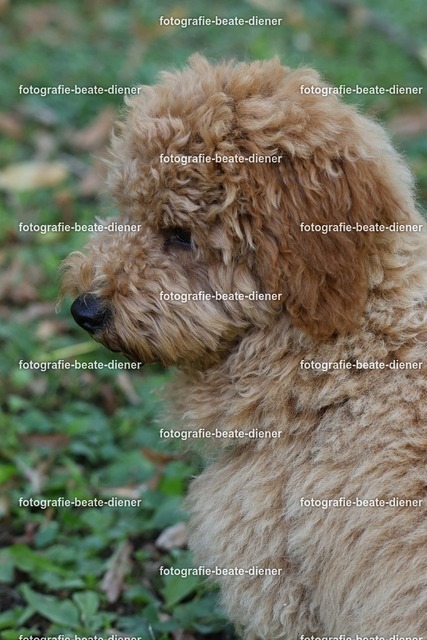 1P8A0600 | Fotografie, Tiere, Hunde, Katzen, Pferde, Sportfotografie, Fotosession, Tierfotografie, Turnierfotografie, Fotografin, Fotograf - Realisiert mit Pictrs.com