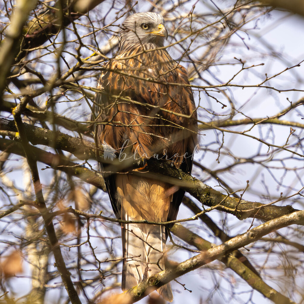 CN12--40 | Sportbilder, Sportfotograf, Hochzeits- und Eventfotografin, Flugshows, Portraits und Tiershooting, Aviation, Downhill, Nationalleague, Swissleague, International