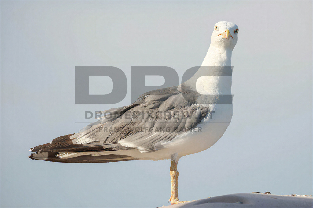 Yellow-legged Gull (Larus michahellis) | Yellow-legged Gull (Larus michahellis), a large gull species commonly found along Mediterranean coasts, rocky shorelines, harbours and coastal areas. - Realisiert mit Pictrs.com