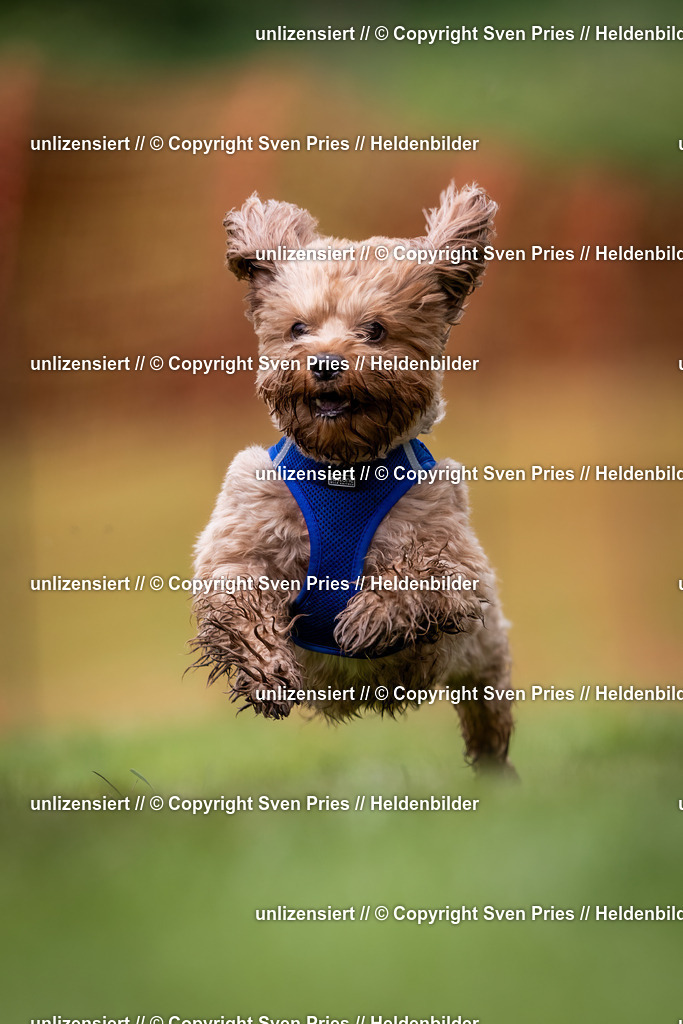 Sven Pries | 2024-04-21 - Hunderennen Baden-Oos
Foto: Sven Pries - Realisiert mit Pictrs.com