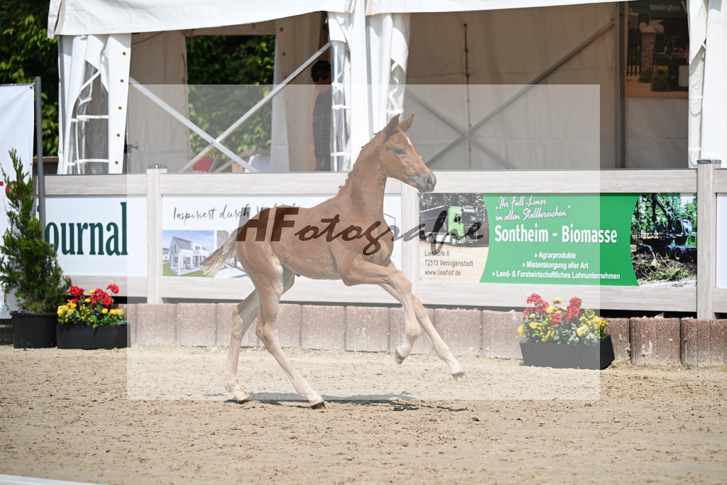 Veneno x Hotline _SF_Wiedemann_12250334 | hf-fotografie - Realisiert mit Pictrs.com