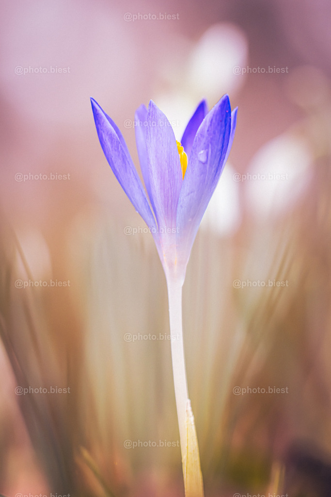 Krokusblüte | Eine leicht geöffnete Blüte. - Realisiert mit Pictrs.com
