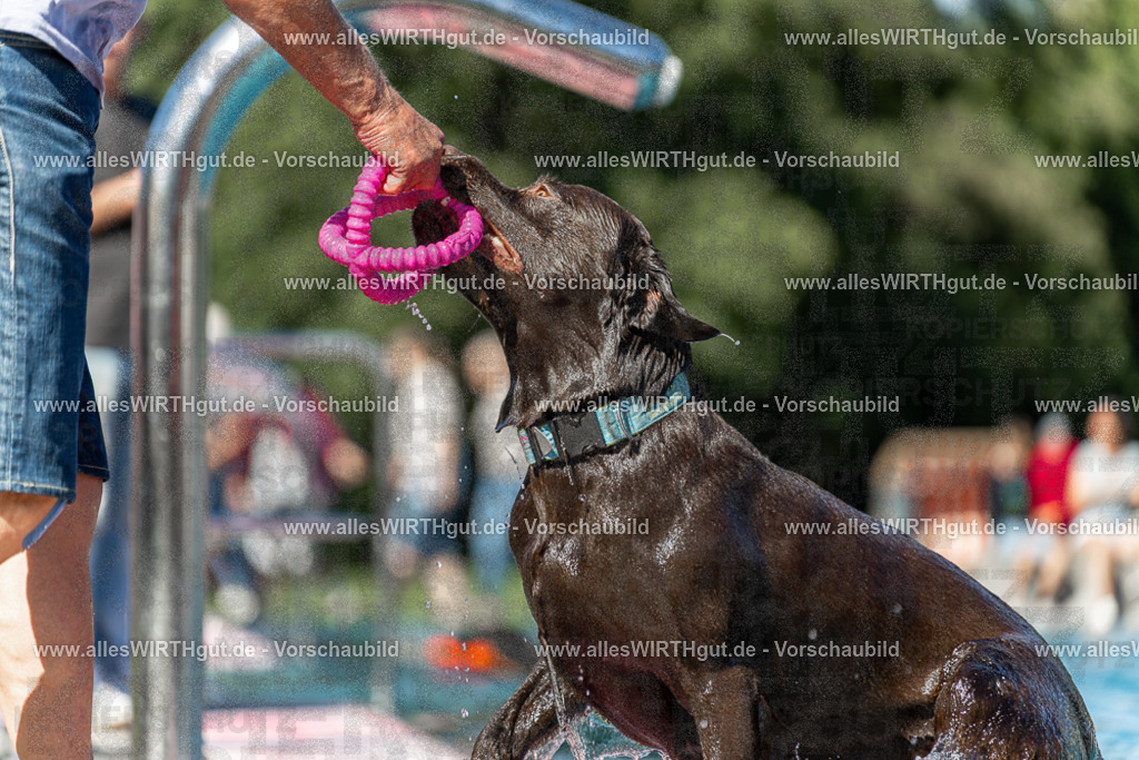 Hundeschwimmen_Volksbad_2026-allesWIRTHgut_Tierfotografie-2609061156-110637-7R509980 | Professionelle Tierfotografie in Mönchengladbach von Daniel Wirth (allesWIRTHgut). Liebevolle & natürliche Bilder von Hunden & Katzen für unvergessliche Erinnerungen.