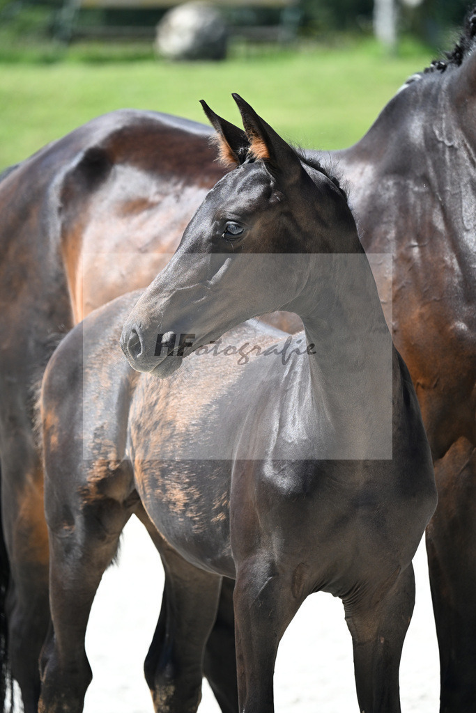Kat-Nr. 22 Adzarro de L Abbaye B x Contendro I_SF_Batzek_24250508 | hf-fotografie - Realisiert mit Pictrs.com