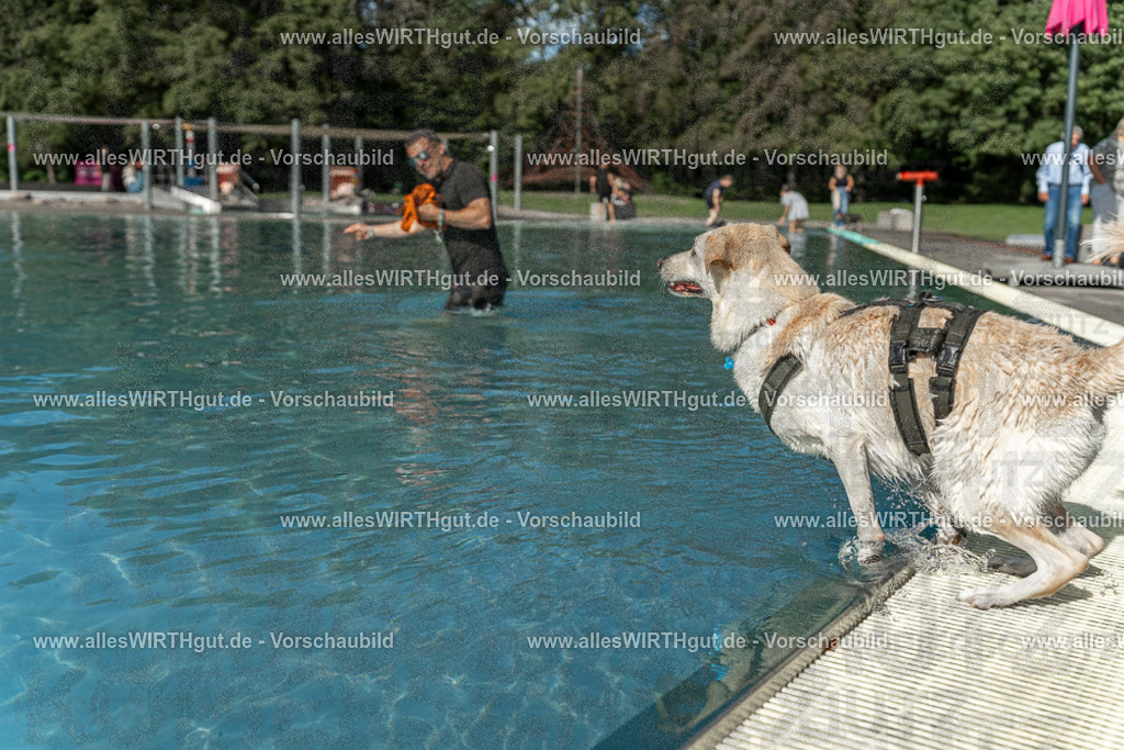 Hundeschwimmen_Volksbad_2026-allesWIRTHgut_Tierfotografie-2609061547-7R501892 | Professionelle Tierfotografie in Mönchengladbach von Daniel Wirth (allesWIRTHgut). Liebevolle & natürliche Bilder von Hunden & Katzen für unvergessliche Erinnerungen.