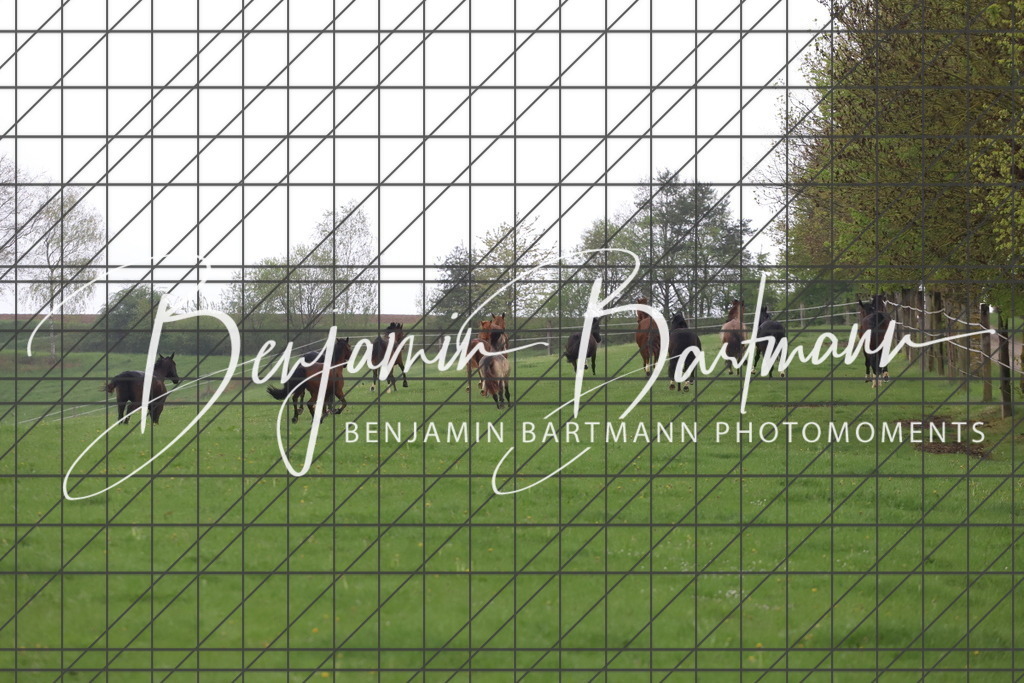 IMG_4271 | Benjamin Bartmann Photomoments