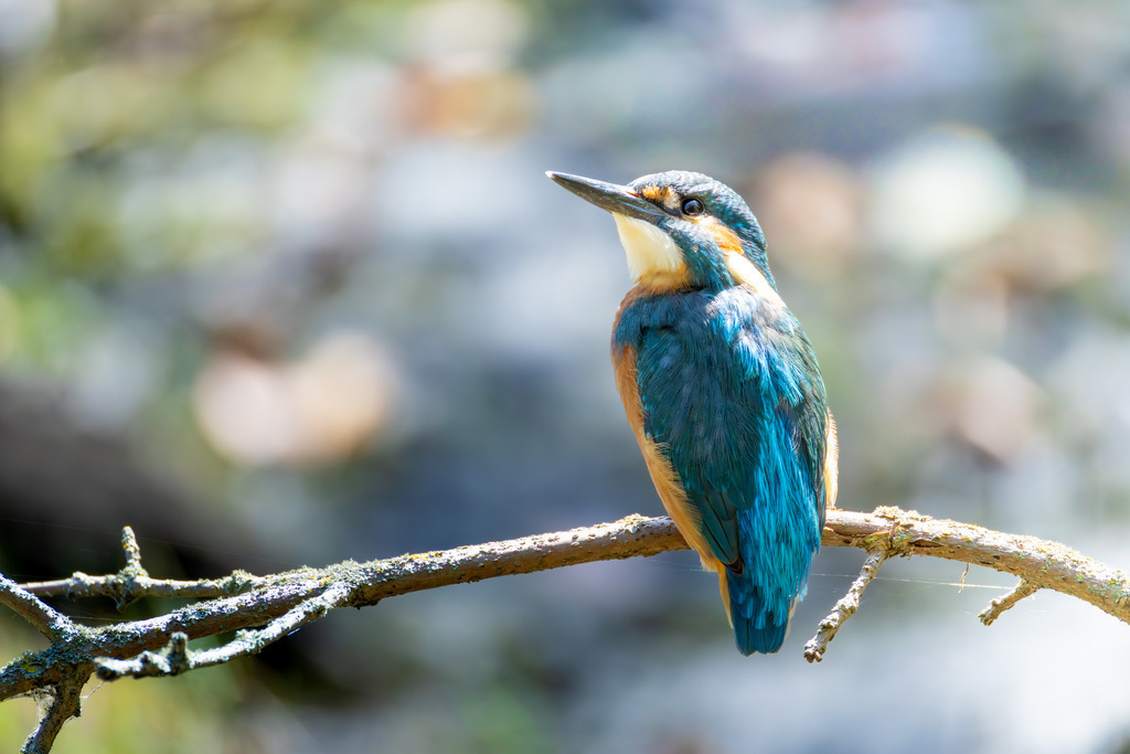 Der Eisvogel | Der Eisvogel (Alcedo atthis) ist aufgrund seines leuchtend bunten Gefieders und seiner pfeilschnellen Jagdweise eine der auffälligsten und schönsten Vogelarten Mitteleuropas. Er wird oft als "fliegender Edelstein" bezeichnet und dient als wichtiger Indikator für die Gesundheit und Naturnähe von Gewässern. - Realisiert mit Pictrs.com