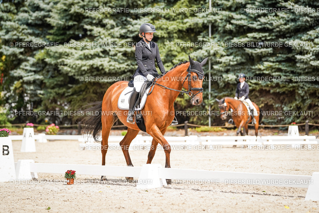 DSC03387 | Pferdegrafie