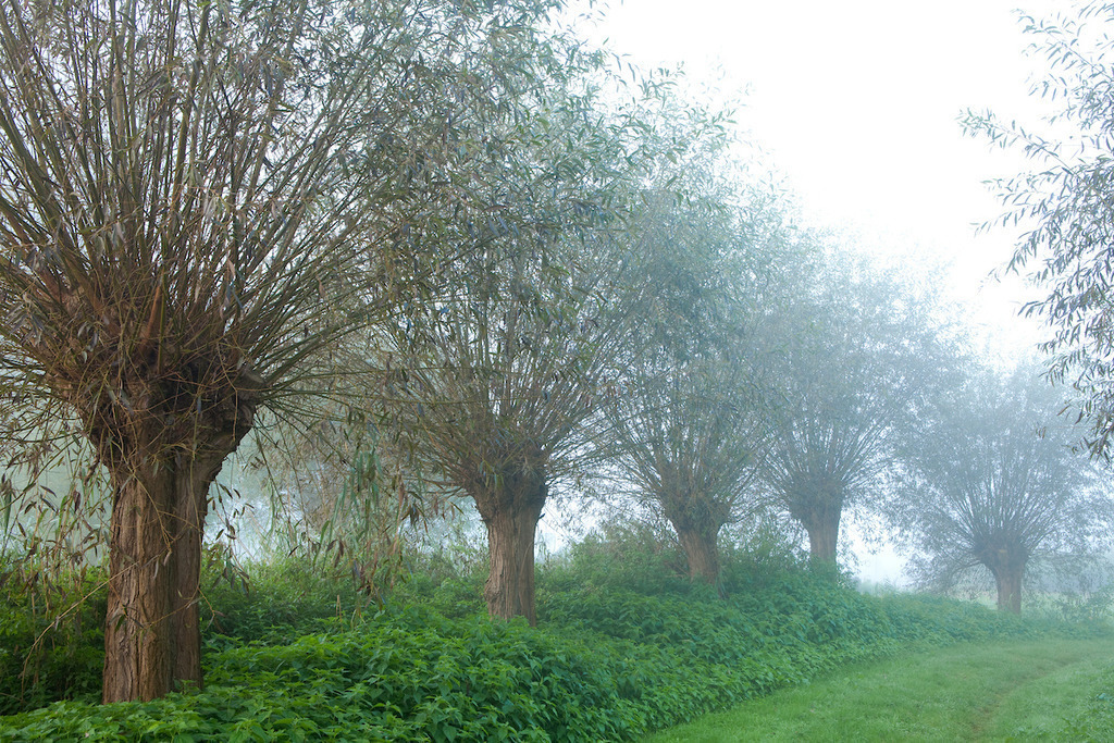 111002-040 | Europa, DEU, Deutschland, Nordrhein Westfalen, NRW, Rheinland, Niederrhein, Wachtendonk, Naturpark Schwalm-Nette, Flussaue ( Niers ), Auenlandschaft, Morgenstimmung, Nebel, Typische Kopfweiden, Kategorien und Themen, Natur, Umwelt, Landschaft, Jahreszeiten, Stimmungen, Landschaftsfotografie, Landschaften, Landschaftsphoto, Landschaftsphotographie, Naturschutz, Naturschutzgebiete, Landschaftsschutz, Biotop, Biotope, Landschaftsschutzgebiete, Landschaftsschutzgebiet, Oekologie, Oekologisch, Typisch, Landschaftstypisch, Landschaftspflege....[Fuer die Nutzung gelten die jeweils gueltigen Allgemeinen Liefer-und Geschaeftsbedingungen. Nutzung nur gegen Verwendungsmeldung und Nachweis. Download der AGB unter http://www.image-box.com oder werden auf Anfrage zugesendet. Freigabe ist vorher erforderlich. Jede Nutzung des Fotos ist honorarpflichtig gemaess derzeit gueltiger MFM Liste - Kontakt, Uwe Schmid-Fotografie, Duisburg, Tel. (+49).2065.677997, archiv@image-box.com, www.image-box.com] - Realisiert mit Pictrs.com