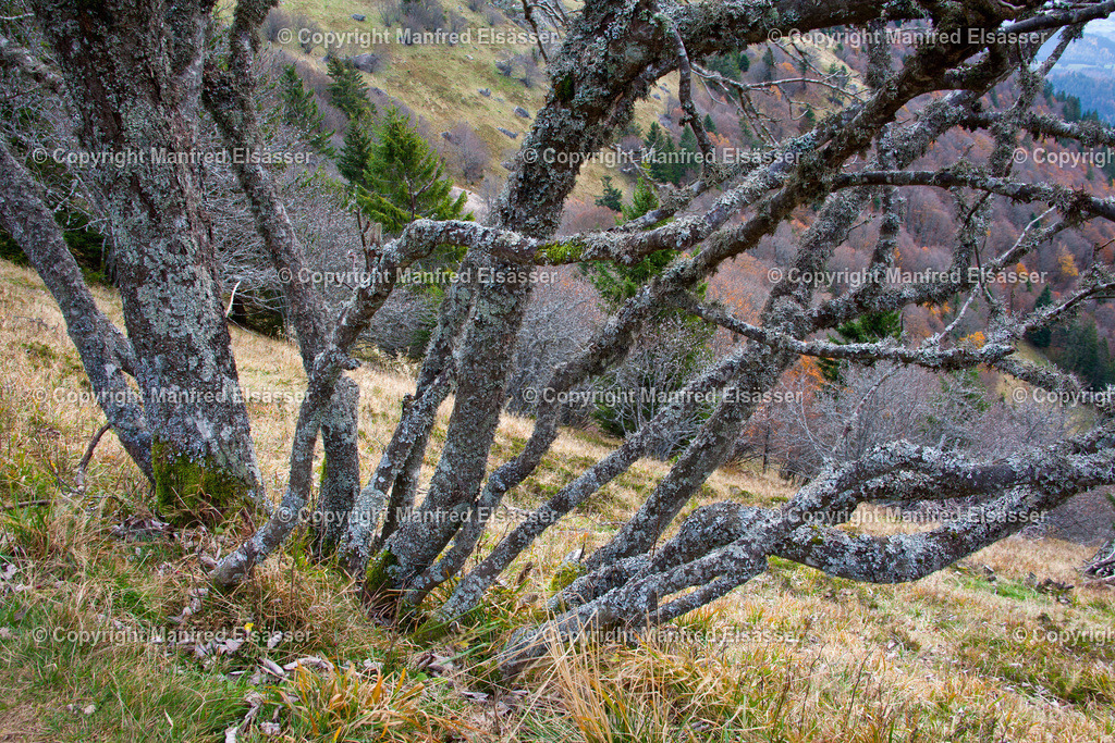 Flechtenbaum im November WB-021 | Wald, Ruhe, Erholung, Abschalten, relaxen, Augenoasen, Kraft tanken, Waldbaden, Stress reduzieren, Bäume, Kirschblüten, Frühlingswald, Sonne im Wald, Licht im Wald, Herbstwald, Waldwege, Gebirgswald, Wasser im Wald, Felsen im Wald, - Realisiert mit Pictrs.com