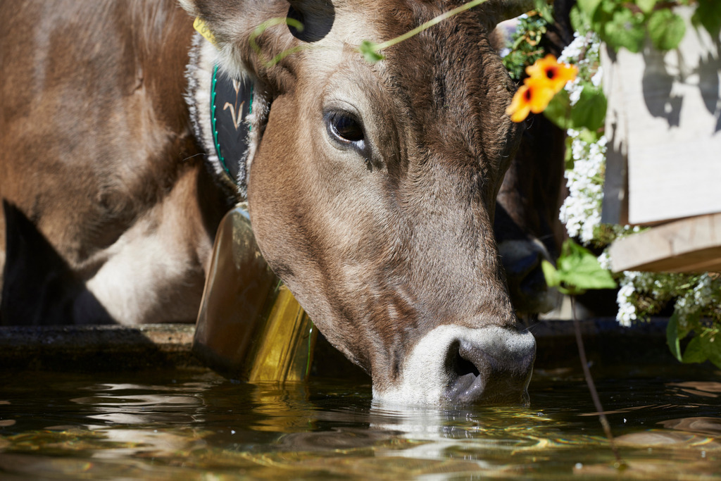 Alptag in Schwarzenberg | Schwarzenberg, Austria - September 08, 2015: Alptag in Schwarzenberg; Kühe am Dorfbrunnen stehend. - Realisiert mit Pictrs.com