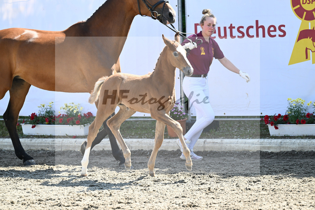 Kat-Nr. 15 HF Caruso Z_Diez_12230394 | hf-fotografie - Realizzato con Pictrs.com