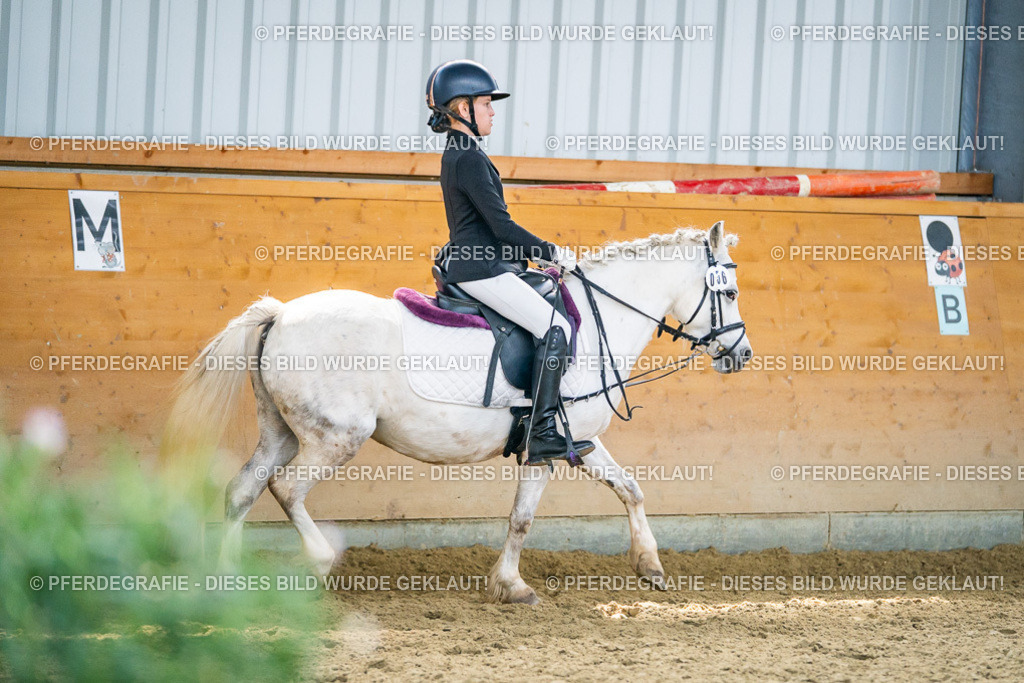 DSC04974 | Pferdegrafie