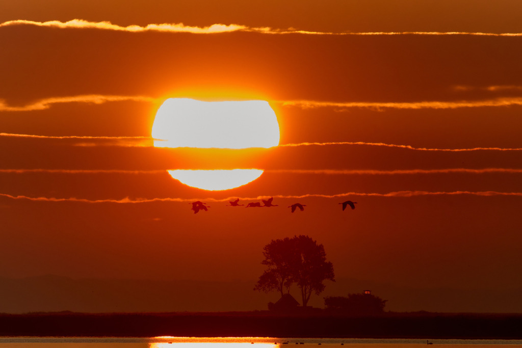 Kranich vor Morgensonne | kleinen-fotografie