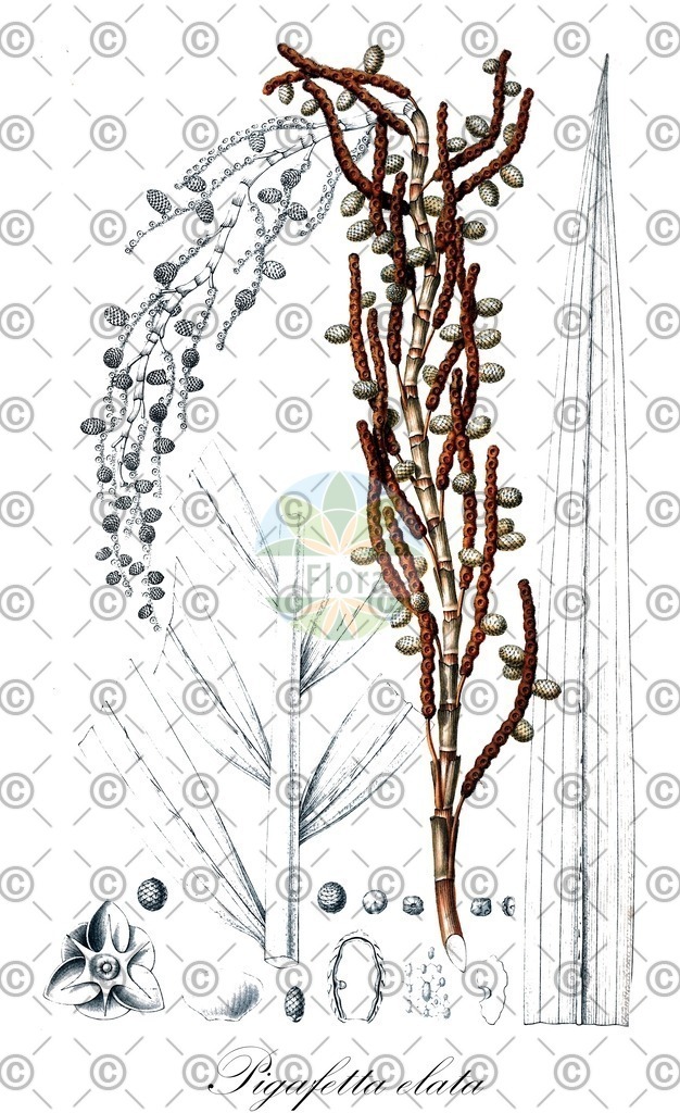 HistAbb_wfo-0000472627_1_ENZY_Simple | Historische Abbildung von Pigafetta elata - Arecaceae | Historical Illustration of Pigafetta elata - Arecaceae