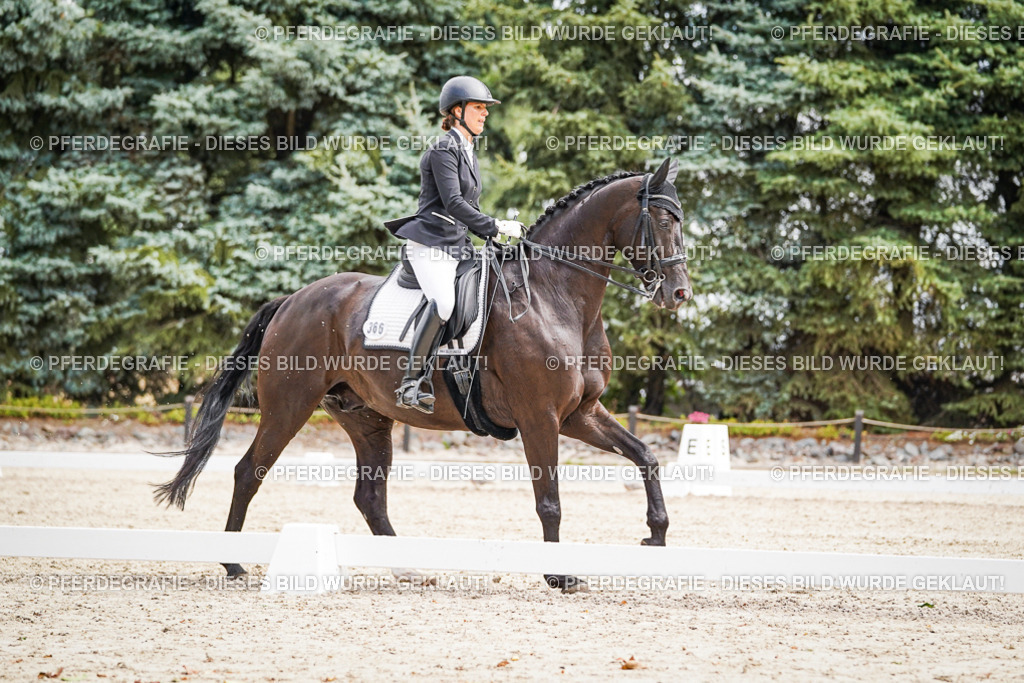 DSC03011 | Pferdegrafie