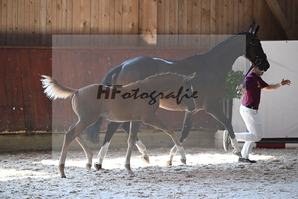 Kat-Nr. 13 SF Bon Coeur x Mochito_Zunterer_32240518 | hf-fotografie - Realisiert mit Pictrs.com
