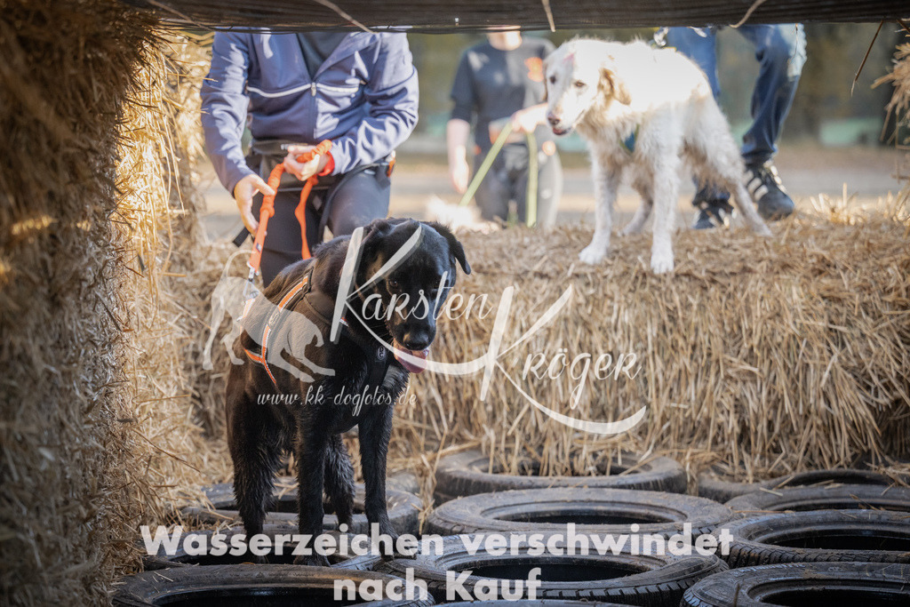 0947_ZZ94827 | kk-dogfotos