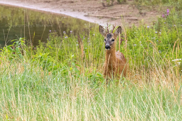 201718 | Tierfotografie, Tierkalender, Tierbilder, Insekten, Spinnen, Vögel, Schmetterling, Libellen, Leinwand, Colorkey, Qualität, Geschenkartikel, Geschenk - Realisiert mit Pictrs.com